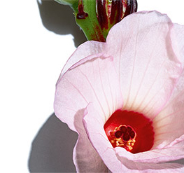 Flor de hibisco